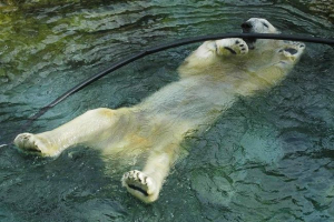 U sad umrli su najstariji polarni medvjed U sad umrli su najstariji polarni medvjed